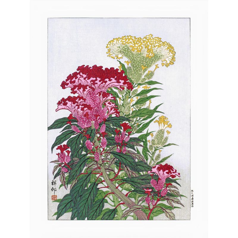 Stampa giapponese, fiori di cresta di gallo piumati, OHARA KOSON